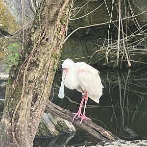 African Spoonbill