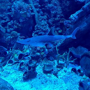 BXSea - Broadnose Wedgefish (Rhynchobatus springeri)