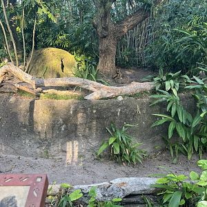 Giant Anteater Exhibit
