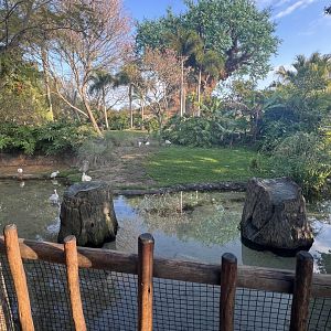 Lesser Flamingo Exhibit, with Kangaroo Exhibit in the background