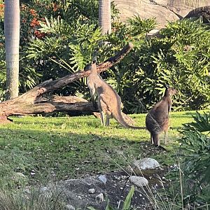 Western Gray Kangaroos