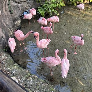 Lesser Flamingos