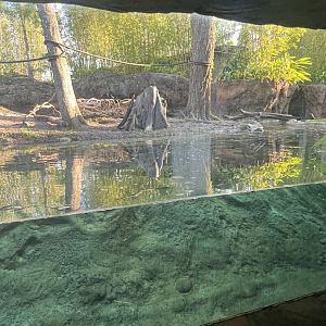 Asian Small-Clawed Otter Exhibit