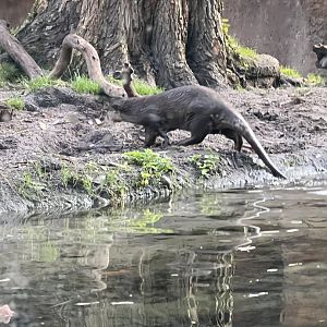 Asian Small-Clawed Otter