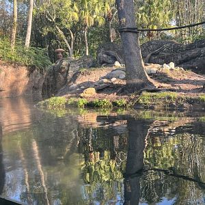 Asian Small-Clawed Otter Exhibit