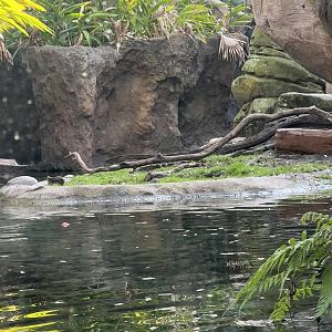 Asian Small-Clawed Otter Exhibit