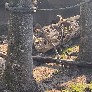 Asian Small-Clawed Otter