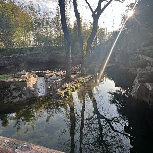 Asian Small-Clawed Otter Exhibit