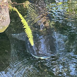 Paroon Shark Catfish