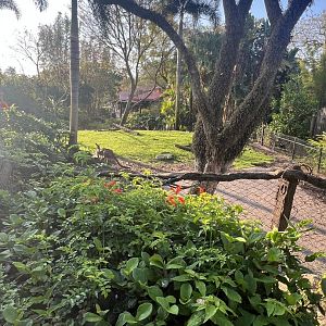Red/Western Gray Kangaroo Exhibit