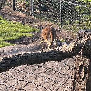 Red Kangaroo