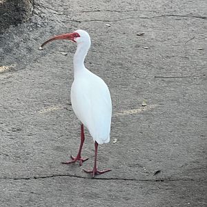American White Ibis