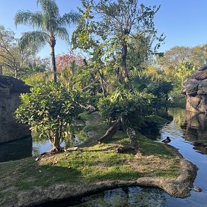Collared/Ring-Tailed Lemur Exhibit