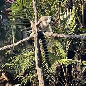 Ring-Tailed Lemur