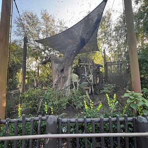Cotton-Top Tamarin Exhibit