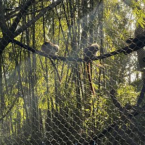 Cotton-Top Tamarins