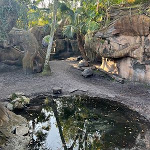 Galapagos Giant Tortoise Exhibit