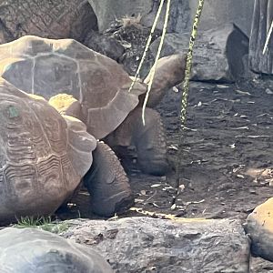 Galapagos Giant Tortoises
