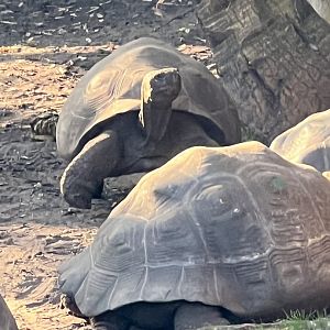 Galapagos Giant Tortoises
