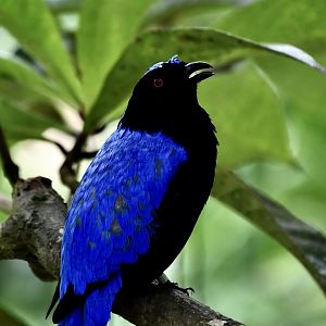 Asian Fairy-Bluebird (Irena puella) male