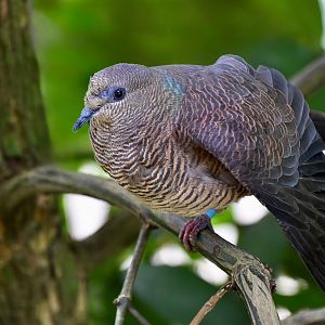 Barred Cuckoo-Dove (Macropygia unchall)