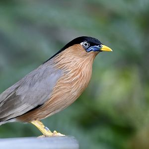 Brahminy Starling (Sturnia pagodarum)