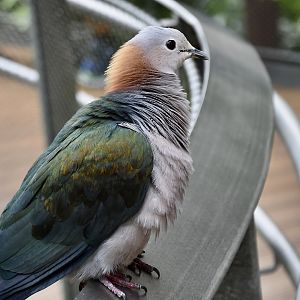 Chestnut-Naped Imperial-Pigeon (Ducula aenea paulina)