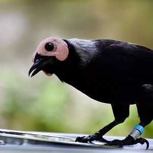 Coleto (Sarcops calvus)