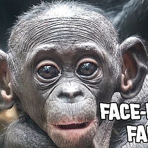 Baby's Face-First Fall Towards Rock