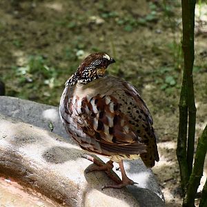 Collared Partridge (Arborophila gingica)