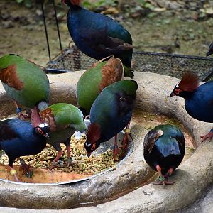 Crested Wood-Partridge (Rollulus rouloul)