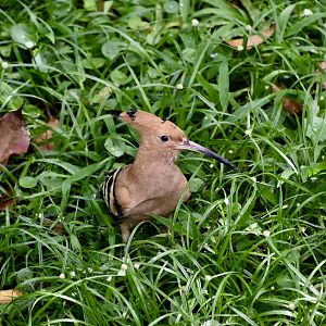 Eurasian Hoopoe (Upupa epops epops)