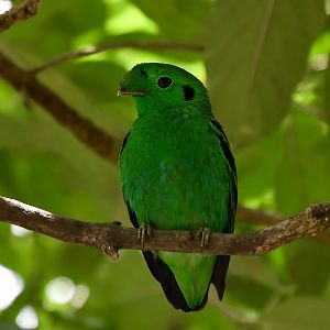 Green Broadbill (Calyptomena viridis)