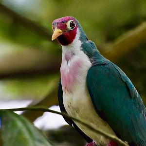 Jambu Fruit-Dove (Ptilinopus jambu)