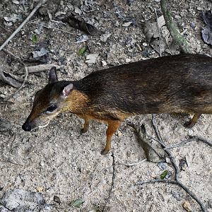Lesser Malay Chevrotain (Tragulus kanchil) with curved fangs