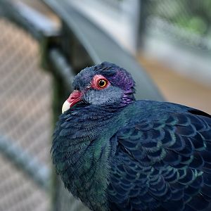 Lesser Sunda Metallic Pigeon (Columba vitiensis metallica)