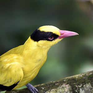 Malaysian Black-Naped Oriole (Oriolus chinensis maculatus)