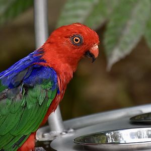 Moluccan King Parrot (Alisterus amboinensis)