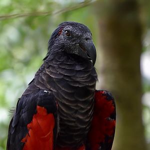 Pesquet's Parrot (Psittrichas fulgidus)