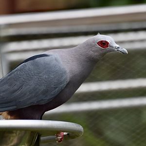 Pinon's Imperial-Pigeon (Ducula pinon)