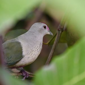 Red-Bellied Fruit-Dove (Ptilinopus greyi)