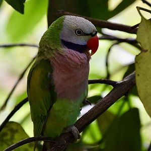 Red-Breasted Parakeet (Psittacula alexandri) male