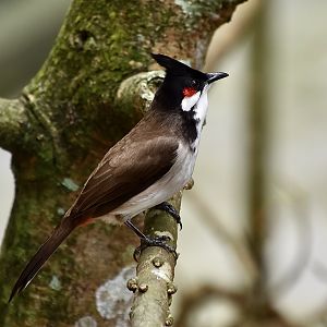 Red-Whiskered Bulbul (Pycnonotus jocosus)