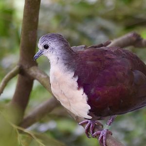 Santa Cruz Ground-Dove (Pampusana sanctaecrucis)