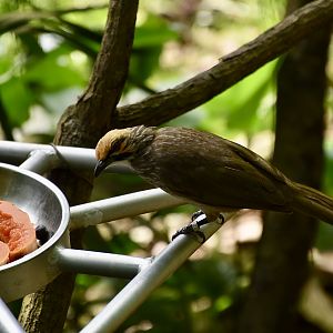 Straw-Headed Bulbul (Pycnonotus zeylanicus)