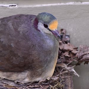 Sulawesi Ground-Dove (Gallicolumba tristigmata)