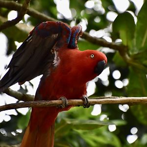 Sumba Eclectus Parrot (Eclectus cornelia) female