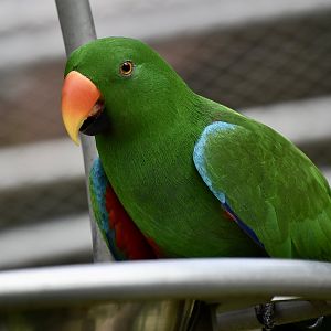 Sumba Eclectus Parrot (Eclectus cornelia) male
