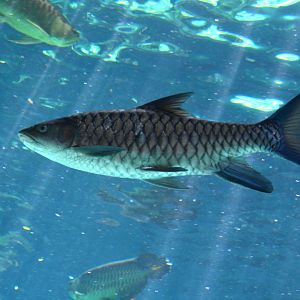 Humpback Mahseer (Hypselobarbus mussullah)