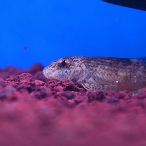 Tung's Gudgeon (Gobiobotia tungi)